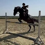 ГНЕДОЙ МЕРИН 7 ЛЕТ