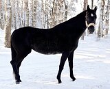 АХАЛТЕКИНСКАЯ КОБЫЛА