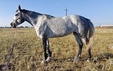 Высокая кобыла в конкур