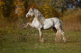 Жеребец тинкер