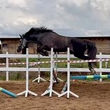 В конкур, 5 лет 