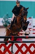 Мерин линии Сандро Хит