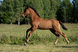 Galeno GEF (Галено)