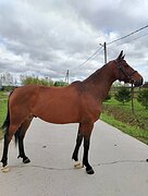 Мерин пони-класс, 6 лет