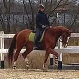 ВЕСТФАЛЬСКИЙ МЕРИН 10 ЛЕТ