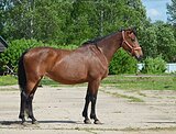 Шикарная кобыла в матки