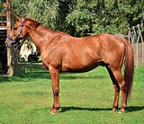 БУДЕННОВСКИЙ МЕРИН