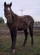 Жеребчик для души