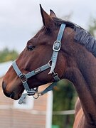 2 года перспективен в конку