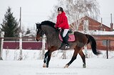 Жеребец