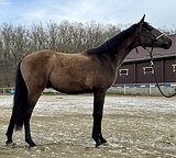 ЖЕРЕБЧИК 1/2 ИМПОРТ