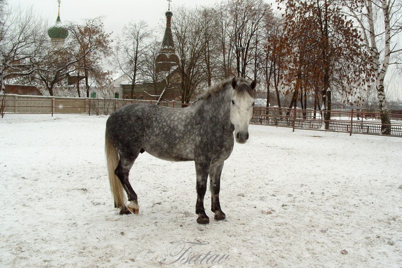 полутяжик