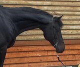 ЖЕРЕБЕЦ В ТРОЕБОРЬЕ/КОНКУР