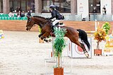 Спортивная лошадь 