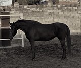 АХАЛТЕКИНСКАЯ КОБЫЛА