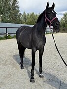 КОБЫЛА ПОД РЕБЕНКА