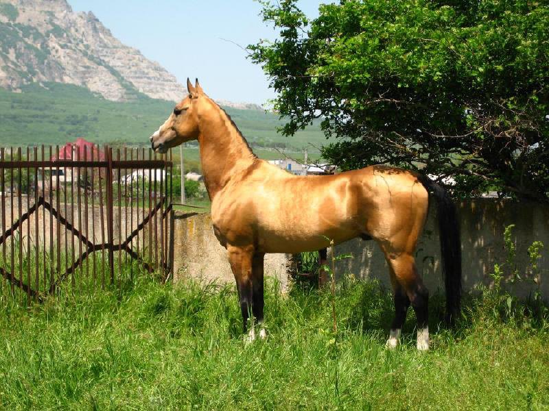 Желтая лошадка. Ахалтекинская лошадь Соловая. Золотая Буланая лошадь. Ахалтекинская лошадь с гривой. Золотисто Буланая масть лошади.