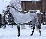 Высокий, крупный орловец