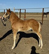 Молодой жеребец, оповожен