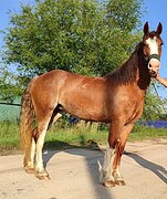 Владимирская кобыла