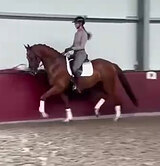 МЕРИН 5 ЛЕТ 170 СМ В ХОЛКЕ