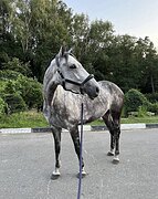 КОБЫЛА В КОНКУР,МАРШРУТЫ 120