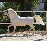 Жеребец Уэльский пони