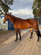 Жеребец 2022 гр в спорт 