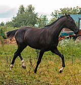 Персефона Фил