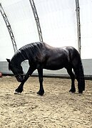 Шикарный фриз