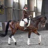 МЕРИН KWPN 8 ЛЕТ В ВЫЕЗДКУ