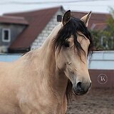 АНДАЛУЗСКИЙ ЖЕРЕБЕЦ 3 ГОДА 