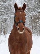 БОЛЬШОЙ ДОБРЯК, ЗАЕЗЖЕН