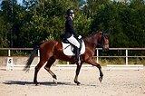 Пони в спорт, ЮЕ, марш 60см