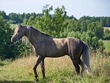 Уэльский жеребец 2022 гр