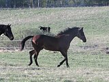 Хореограф
