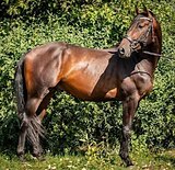 ПЕРСПЕКТИВЕН НА ВЫСОТЫ