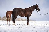 Райд-пони в/х144см 2015г.р.
