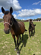 Chacco Blue/Quidam de Revel *2025