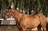 МЕРИН 7 ЛЕТ 173 СМ В ХОЛКЕ
