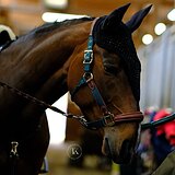 ГНЕДОЙ МЕРИН 6 ЛЕТ В КОНКУР  