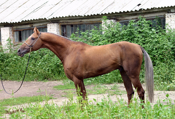 Сангам