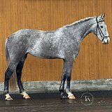 КОБЫЛА 4 ГОДА 165 СМ В ХОЛКЕ