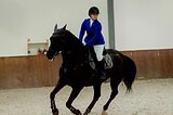 Латвийский теплокровный 