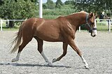 Молодая кобыла в спорт