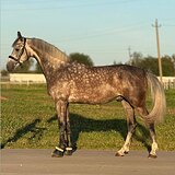 шикарный орловец в спорт