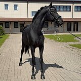 ЖЕРЕБЕЦ KWPN 3 ГОДА