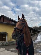 СРОЧНА ПРОДАЖА, ЛОШАДЬ УЧИТ