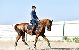 Малый Приз, ППЮ, ППД