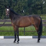 КОБЫЛА НА МАРШРУТЫ ДО 115 СМ